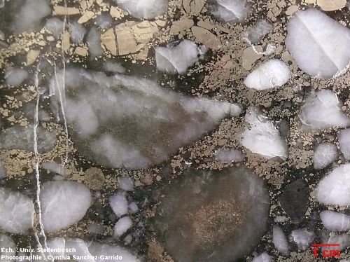 Zoom sur un conglomérat à galets de pyrite et de quartz, Archéen du Witwatersrand, Afrique du Sud