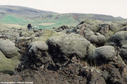 Coussins de mousses sur un secteur de la coulée du Lakagigar (Laki en français) près de la côte Sud islandaise