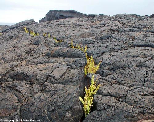 Fissure envahie par des fougères, affectant la surface d'une coulée de basalte pa hoe hoe, Kilauea (Hawaii)