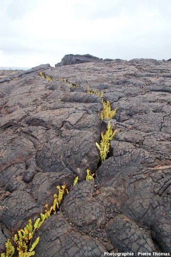 Vue globale d'une fissure envahie par des fougères, basalte pa hoe hoe, Kilauea (Hawaii)
