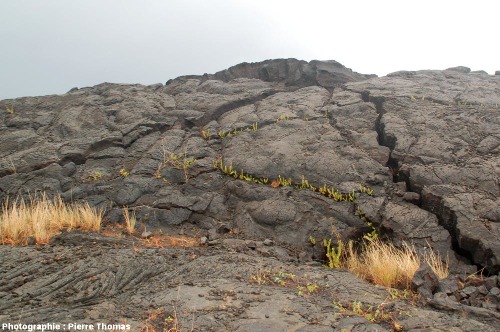 Surface d'une vieille coulée de lave, flanc Sud du Kilauea (Hawaii)