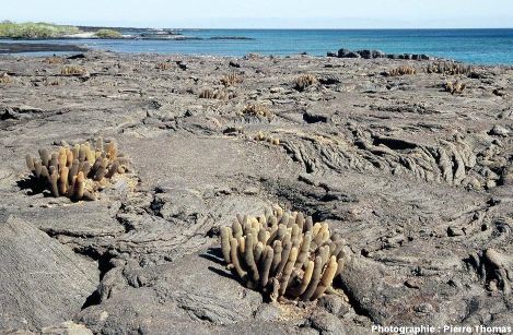 Coulée de lave de type pa hoe hoe en voie de colonisation par des cactus, côte Nord de l'île de Fernandina, archipel des Galapagos, Équateur