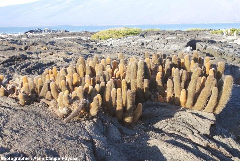 Touffe de cactus poussant dans des fractures et des anfractuosités des laves cordées, côte Nord de l'île de Fernandina, archipel des Galapagos, Équateur