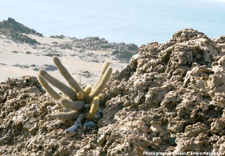 Cactus colonisant un cône de scories, île Bartolomé, archipel des Galapagos, Équateur