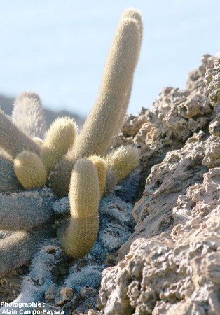 Cactus colonisant un cône de scories, île Bartolomé, archipel des Galapagos, Équateur
