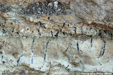 Empreintes de racines fossiles perforant des couches de calcaire blanc et de pépérites, Oligocène terminal / Miocène basal de Limagne, quelque part à l'Est de Clermont-Ferrand