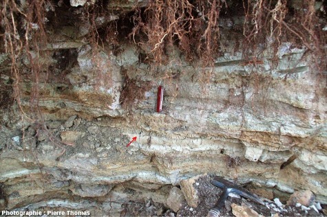 Vue d'ensemble d'une partie du site, Oligocène terminal / Miocène basal de Limagne, quelque part à l'Est de Clermont-Ferrand