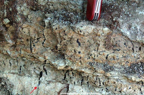 Trace de racine (flèche) avec lussatite, Oligocène terminal / Miocène basal de Limagne, quelque part à l'Est de Clermont-Ferrand