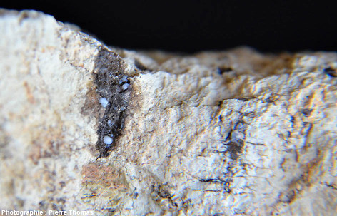 Mini-gouttes de lussatite (1 mm de diamètre) dans une empreinte de racine remplie de bitume, Oligocène terminal / Miocène basal de Limagne