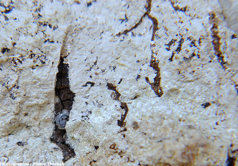 Gouttes de lussatite à structure complexe dans une empreinte de racine remplie de bitume, Oligocène terminal / Miocène basal de Limagne