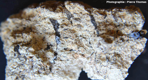Empreintes de racines remplies de bitume contenant plusieurs gouttes de lussatite, Oligocène terminal / Miocène basal de Limagne