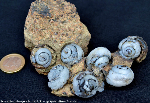 Groupe de sept escargots (Helix Ramondi) dont la cavité interne a été totalement ou partiellement remplie d'une variété de calcédoine, la lussatite