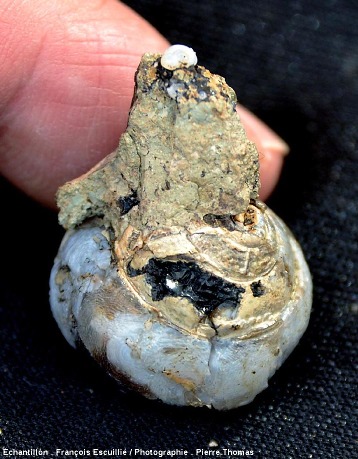 Helix dont le début de la cavité interne est remplie de lussatite, mais dont la partie haute est pleine de bitume ou de pépérite