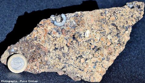 Échantillon de pépérite contenant une planorbe remplie de lussatite et posée à plat sur le plan de stratification