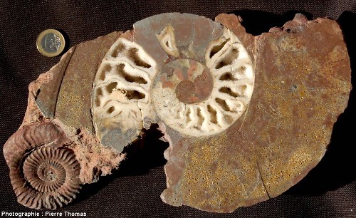 Échantillon scié de marne ferrugineuse du Toarcien des Monts d'Or lyonnais contenant deux ammonites et une bélemnite