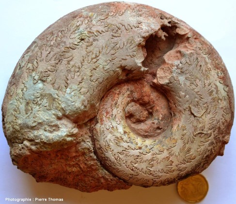 Moule interne d'ammonite, Toarcien - Aalénien inférieur de la région lyonnaise