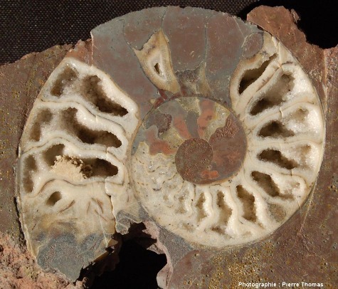 Ammonite calcitisée du Toarcien des Monts d'Or lyonnais