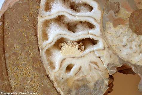 Ammonite calcitisée du Toarcien des Monts d'Or lyonnais