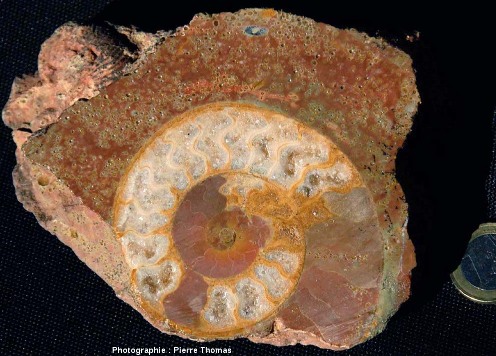 Ammonite calcitisée du Toarcien des environs de Lyon