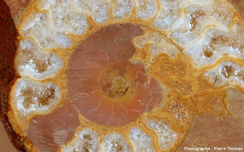 Ammonite calcitisée du Toarcien des environs de Lyon