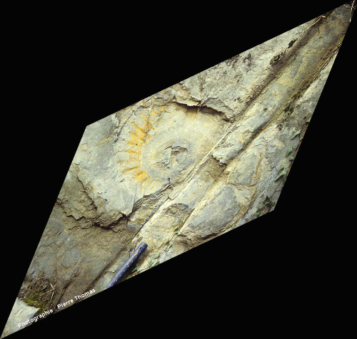 Ammonite rétro-déformée par logiciel d'imagerie