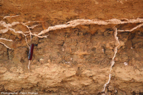 Affleurement à filonnets de gypse fibreux recoupant des argiles marneuses du Miocène, oasis de Siwa (Égypte)