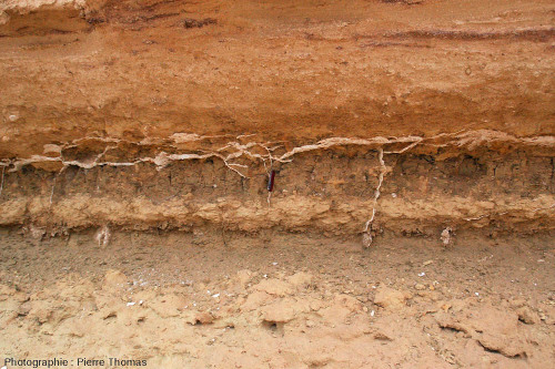 Affleurement à filonnets de gypse fibreux recoupant des argiles marneuses du Miocène, oasis de Siwa (Égypte)