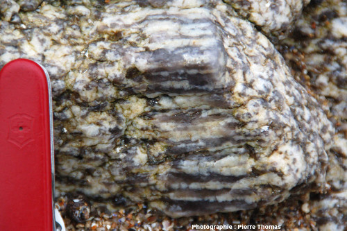 Gros plan sur le filon de pegmatite à texture harrisite, bordure Nord du granite de Guérande, plage de la Mine, Piriac-sur-Mer (Loire Atlantique)