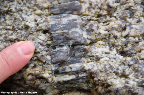 Gros plan sur le filon de pegmatite à texture harrisite, bordure Nord du granite de Guérande, plage de la Mine, Piriac-sur-Mer (Loire Atlantique)
