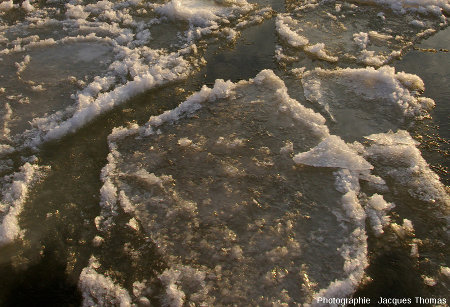 Détail de crêpes de glace à La Binette, commune de Bou, Loiret