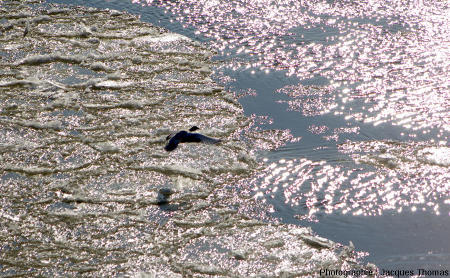 Canard volant au-dessus de la Loire gelée, Albœuf, commune de Bou, Loiret