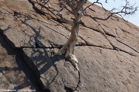 Base de l'arbre dont les racines s'insinuent dans les diaclases de l'inselberg granitique de Klein Bolayi, Afrique du Sud