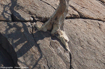 Pied de l'arbre dont les racines s'insinuent dans les diaclases de l'inselberg granitique de Klein Bolayi, Afrique du Sud