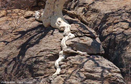Pied d'un arbre dont les racines s'insinuent dans les diaclases de l'inselberg granitique des Three Sisters, Afrique du Sud