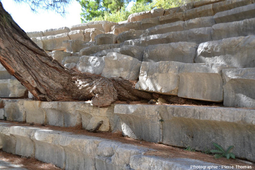 Pin dans les gradins du théâtre antique d'Arycanda (Turquie)