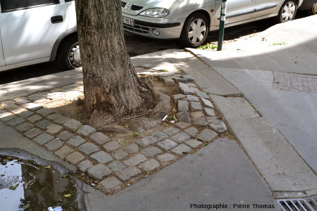 Dégâts occasionnés au trottoir et au caniveau par les racines d'un arbre, place Saint Louis, Lyon