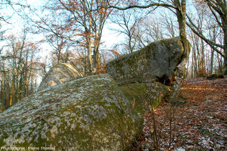 Chêne dont la croissance en épaisseur a été considérablement gênée par la présence d'une boule de leucogranite, rochers de Puychaud, Blond, Haute Vienne