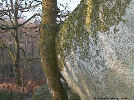 Vue de l'autre côté du tronc de chêne dont la croissance en épaisseur a été considérablement gênée par la présence d'une boule de leucogranite, rochers de Puychaud, Blond, Haute Vienne