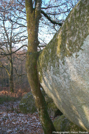 Vue de l'autre côté du tronc de chêne dont la croissance en épaisseur a été considérablement gênée par la présence d'une boule de leucogranite, rochers de Puychaud, blond, Haute Vienne