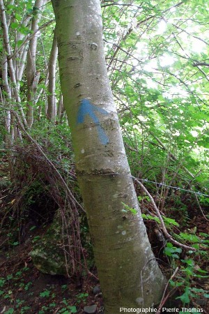 Fil de fer barbelé englobé par un tronc d'arbre au cours de sa croissance
