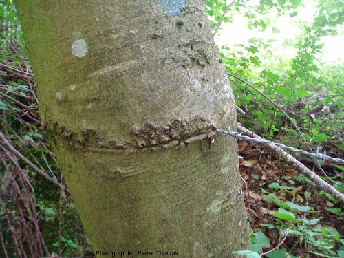Gros plan sur un fil de fer barbelé englobé par un tronc d'arbre au cours de sa croissance