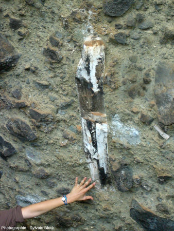 Tronc d'arbre silicifié pris dans une coulée pyroclastique du flanc Nord-Ouest du Mont Elgon, Ouganda