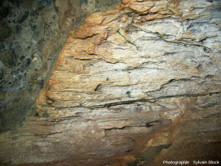 Fragment de tronc silicifié montrant la structure fine du bois, coulée pyroclastique de Sipi Falls, Nord-Ouest du Mont Elgon, Ouganda