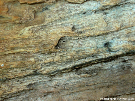 Détail d'un fragment de tronc silicifié montrant la structure fine du bois, coulée pyroclastique de Sipi Falls, Nord-Ouest du Mont Elgon, Ouganda
