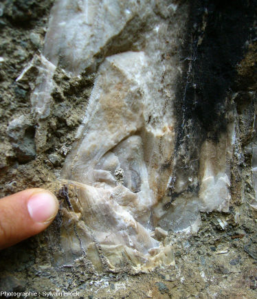 Détail d'un fragment de tronc silicifié au niveau d'un nœud montrant la structure fine du bois, coulée pyroclastique de Sipi Falls, Nord-Ouest du Mont Elgon, Ouganda