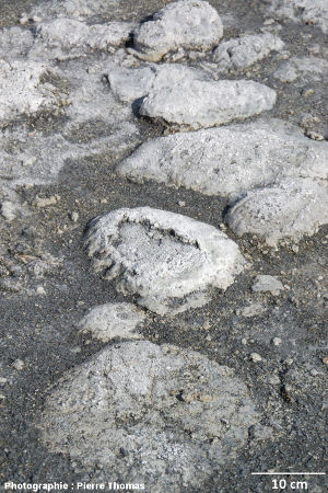 Stromatolithes en dômes, Laguna Amarga (Patagonie du Sud, Chili)