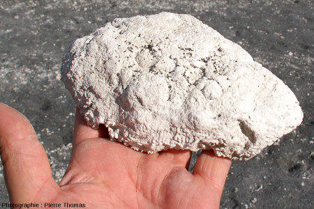Face supérieure (convexe) d'un mini-stromatolithe en dôme arraché par les vagues