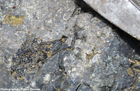 Zoom d'une enclave de pyroxénite, vraisemblablement une orthopyroxénite vue sa couleur noire (il faudrait une lame mince pour confirmer) au sein du basalte de la coulée du Ray Pic