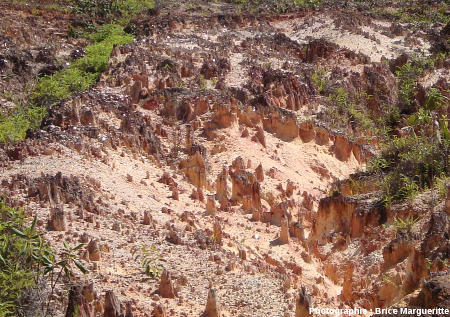 Les mini-cheminées de fée dans leur contexte : un bord de route traversant la forêt guyanaise, où travaux et déboisement ont entraîné une reprise d'érosion