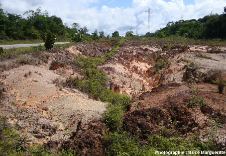 Les mini-cheminées de fée dans leur contexte : un bord de route traversant la forêt guyanaise, où travaux et déboisement ont entraîné une reprise d'érosion